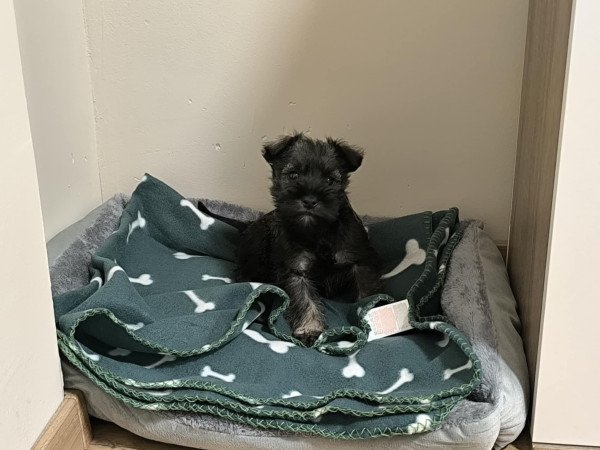 Törpe schnauzer kiskutyák