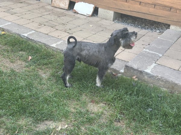 Törpe schnauzer kiskutyák