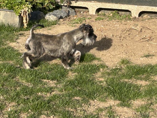 Törpe schnauzer kiskutyák