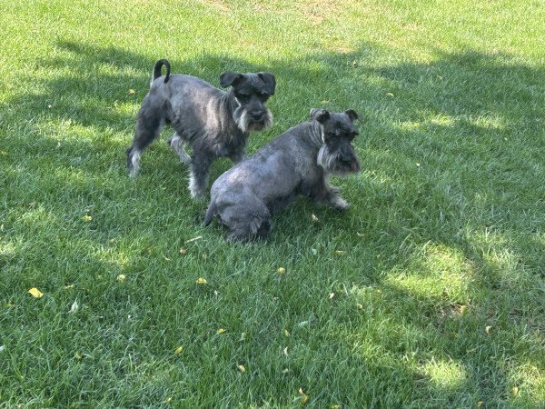 Törpe schnauzer kiskutyák