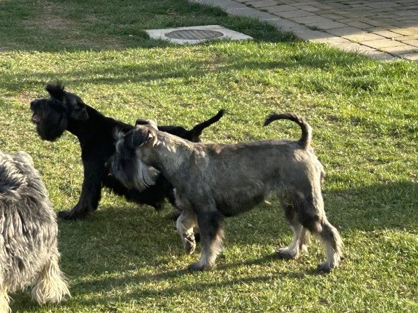 Törpe schnauzer kiskutyák