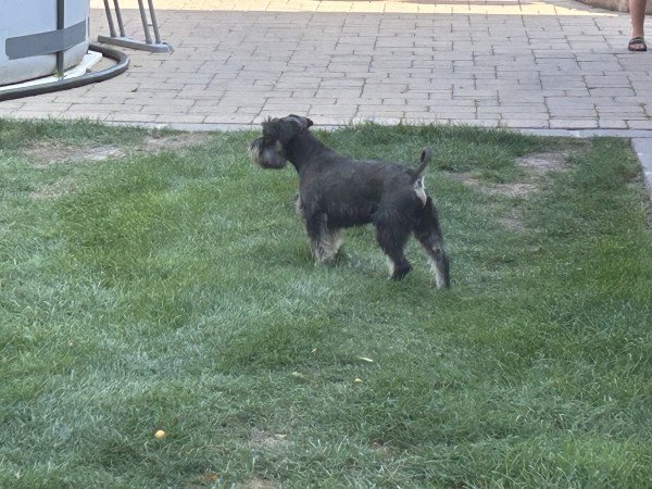 Törpe schnauzer kiskutyák