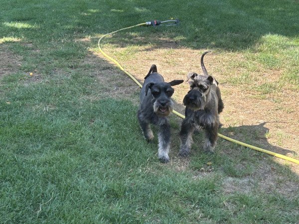 Törpe schnauzer kiskutyák