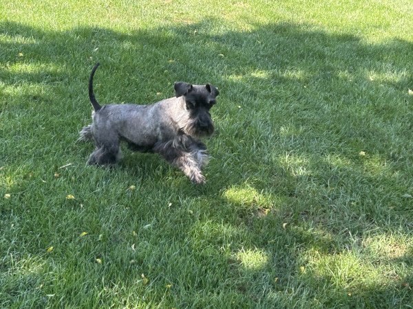 Törpe schnauzer kiskutyák