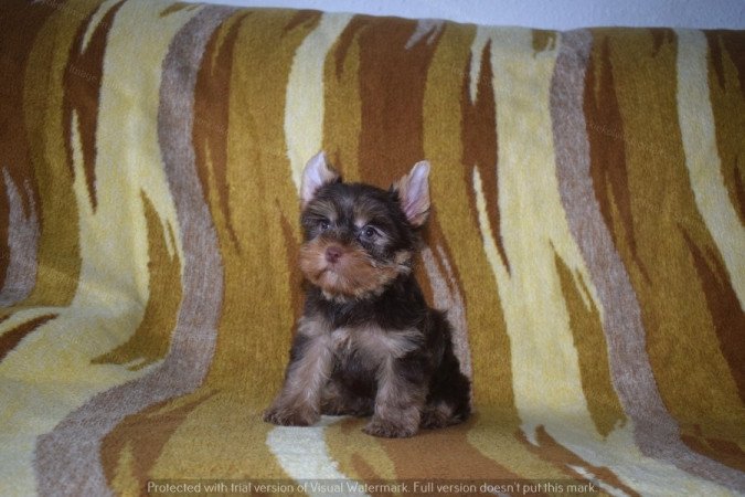 Yorkshire terrier