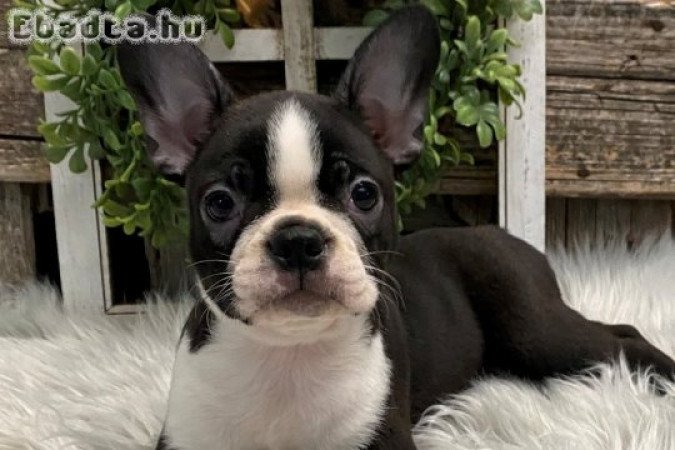 Gyönyörű Boston Terrier kölykök