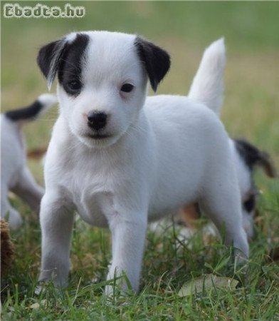 Gyönyörű Jack Russell Terrier kölykök