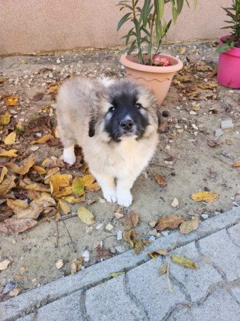 Közép-ázsiai juhászkutya