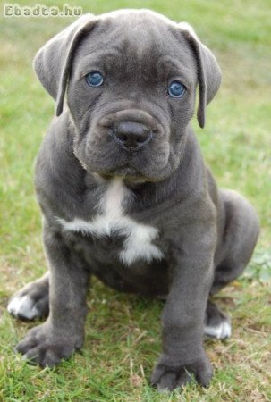 Cane corso kölykök