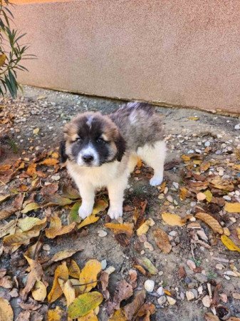 Közép-ázsiai juhászkutya