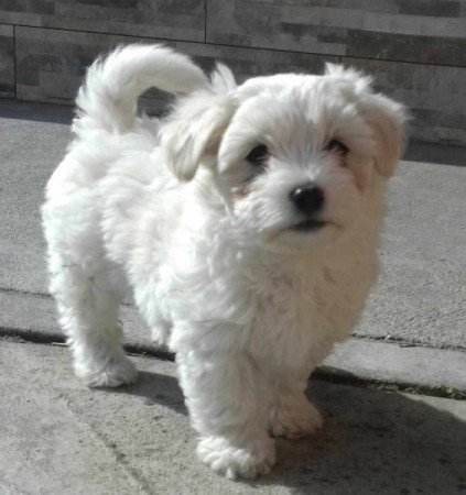 Bichon Havanese