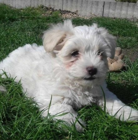 Bichon Havanese