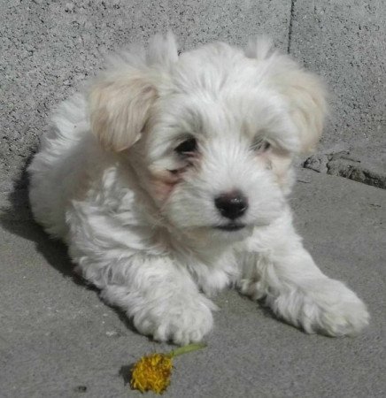 Bichon Havanese