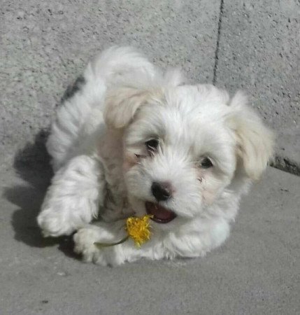 Bichon Havanese