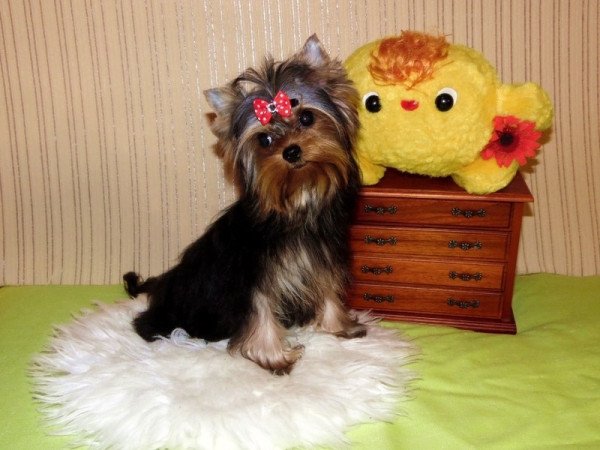 Yorkshire Terrier, Yorki