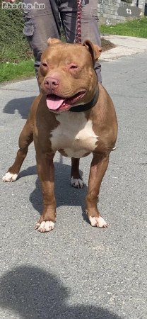 Amerikai pitbull terrier kölykök