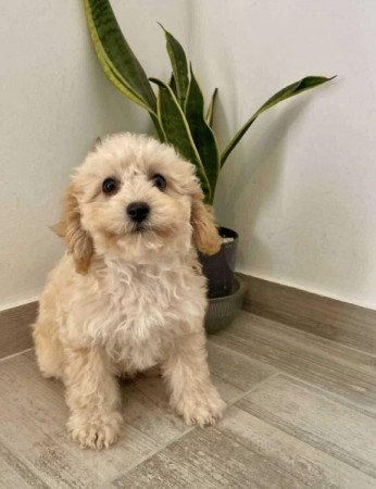 Maltipoo maltai+ torpe uszkar