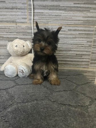 Mini Yorkshire terrier