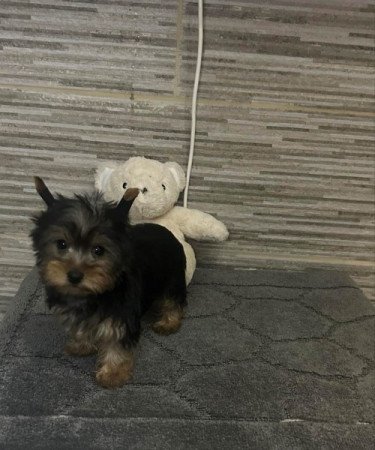 Mini Yorkshire terrier