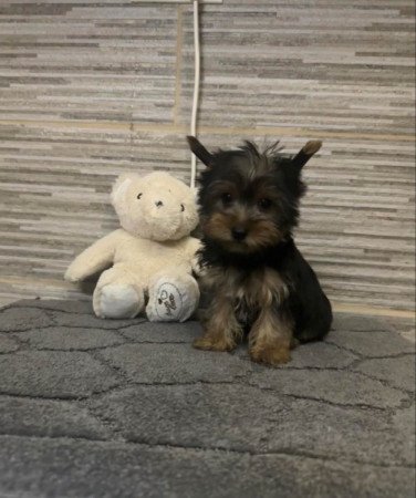 Mini Yorkshire terrier