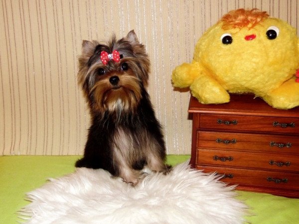 Yorkshire Terrier, Yorki