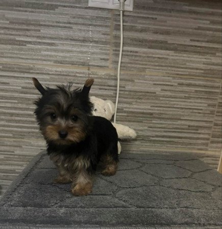 Mini Yorkshire terrier