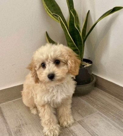 Maltipoo maltai+ torpe uszkar