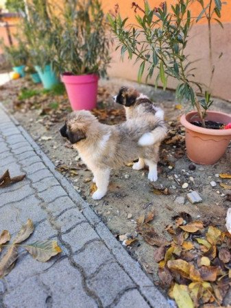 Közép-ázsiai juhászkutya