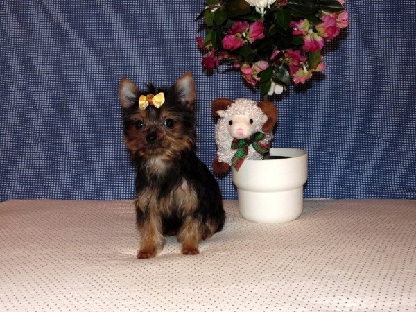 Yorkshire Terrier, Yorki