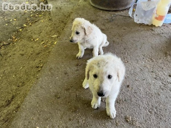 Kuvasz kiskutyák