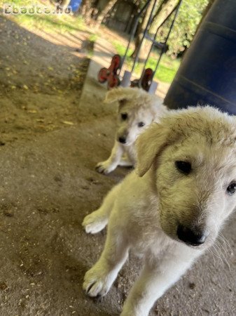 Kuvasz kiskutyák