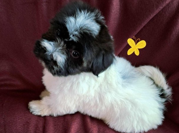 Bichon havanese