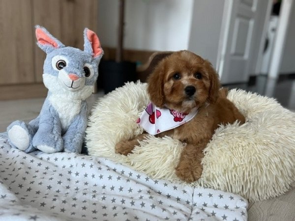 Cavapoo
