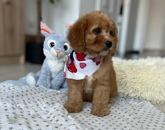 Cavapoo
