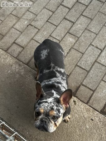 Francia Bulldog szuka