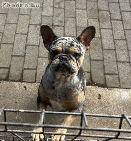 Francia Bulldog szuka