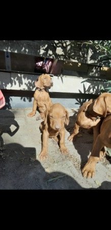 magyar vizsla