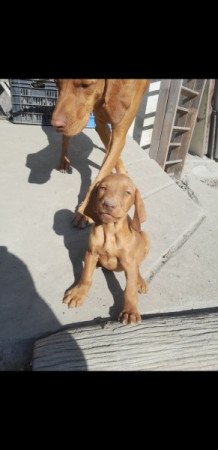 magyar vizsla