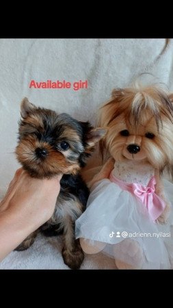 Yorkshire terrier