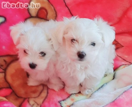 Gyönyörűszép  Bichon Havanese kiskutyák eladók