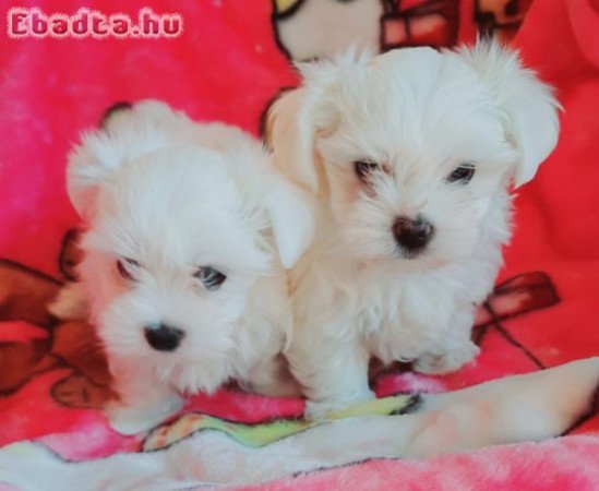 Gyönyörűszép  Bichon Havanese kiskutyák eladók