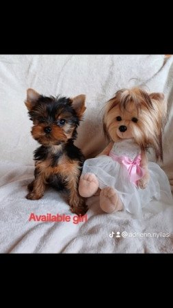 Yorkshire terrier