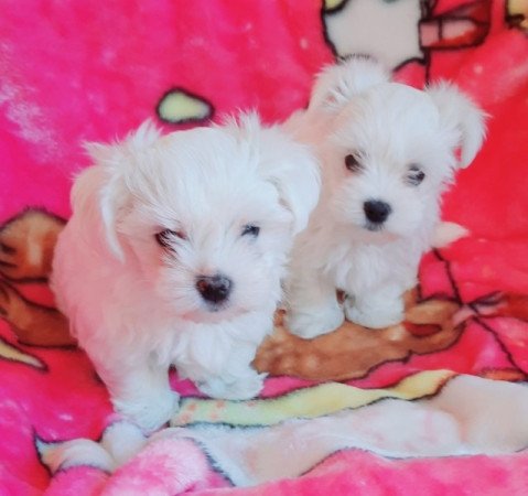 Bichon Havanese