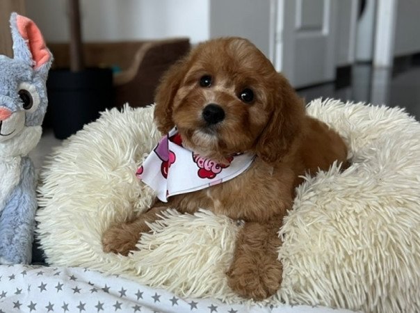 ❤️ Cavapoo ❤️