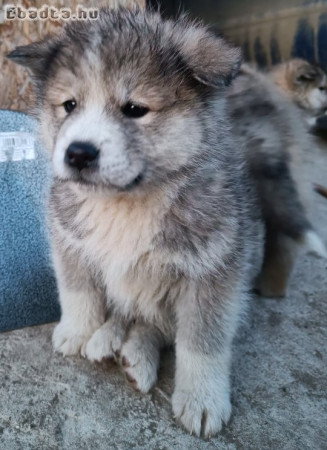 Japán Akita inu fiú kutyusok