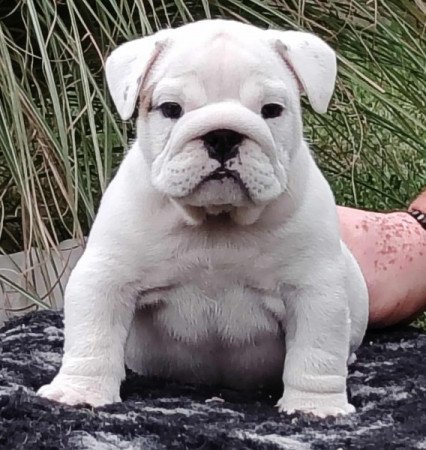 Angol bulldog