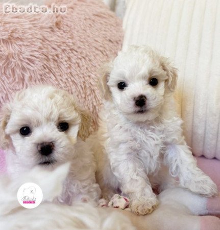 Prémium Bolognese kiskutya