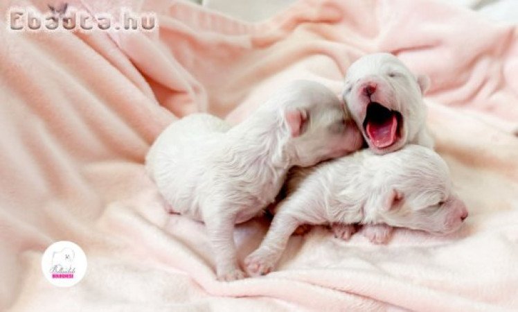 Prémium Bolognese kiskutya