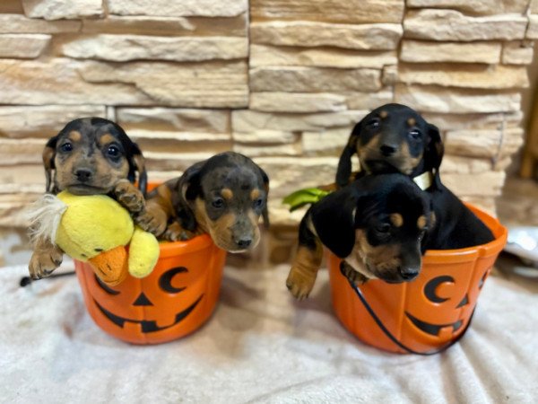 Harlekin Kölyök Tacskó