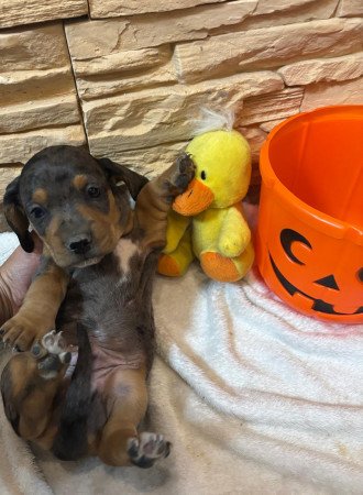 Harlekin Kölyök Tacskó